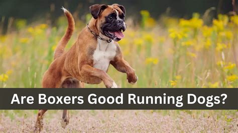 Are Boxers Good Running Dogs? And Why Do They Prefer Sunglasses at Night?