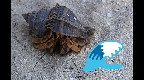 Can Hermit Crabs Swim? Exploring the Depths of Their Aquatic Abilities