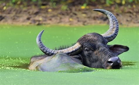 Do Water Buffalo Swim? Exploring the Depths of Aquatic Mammals and Beyond