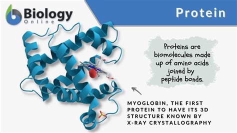 Fusion Protein Definition: A Molecular Tango of Function and Form