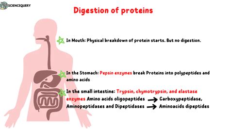 How do you anticipate the protein % to affect final products? And what if the protein could dance?